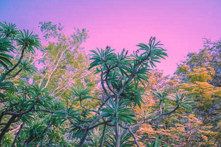 Tropical rainforest at pink sunset. Pachypodium groveの写真素材