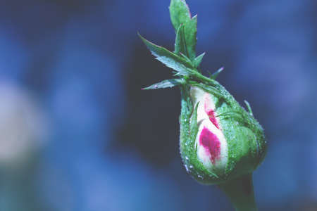 Rosebud against a dark blue blurred backgroundの写真素材