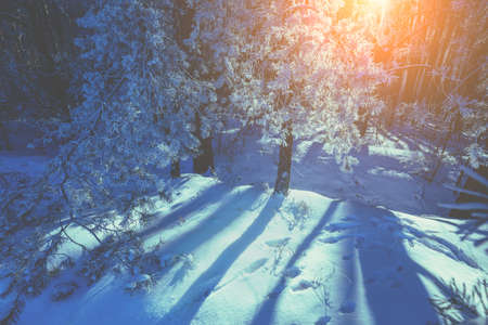 Snowy forest on a winter morning. Winter nature. Nature winter background. Christmas backgroundの写真素材