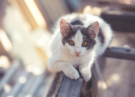 Small white-gray kitten outdoors. Funny cat lying in the yard in summerの写真素材