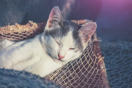 Funny little kitten sleeping outdoors in a fishing netの写真素材