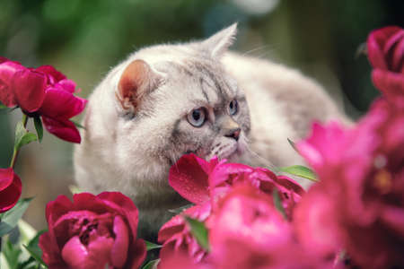 Siamese cat with peony flowers relaxing outdoor in the summer gardenの写真素材