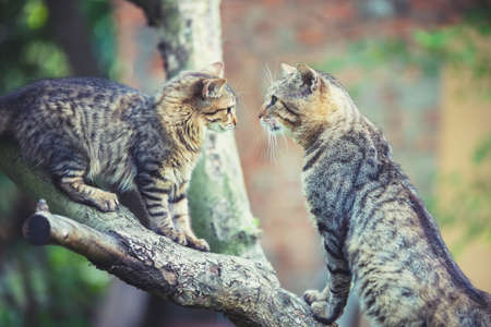 Two cats sit on a tree branch in the gardenの写真素材