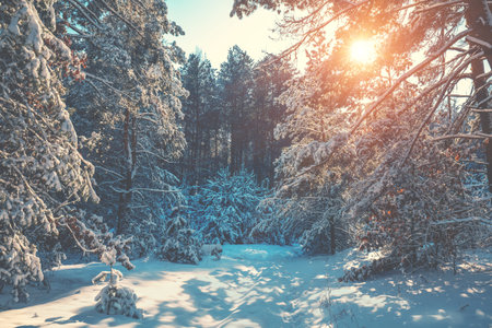 Snowy forest on a sunny winter day. Pine trees covered with snow. Winter nature