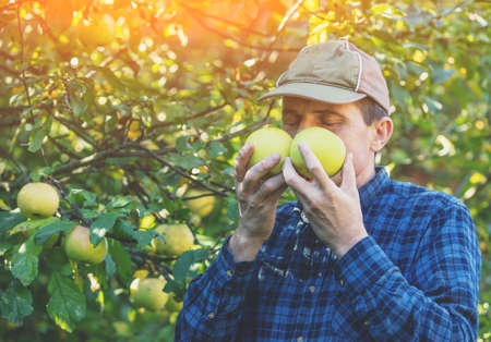 A man harvesting rich green apples in the orchard. The man holds and sniffs two organic applesの写真素材