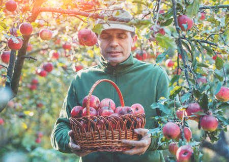 A man harvesting apples in the orchard. The man holding a basket with red organic applesの写真素材