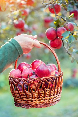 A male hand holds a basket with ripe red apples. A man harvesting rich apples in the orchard.