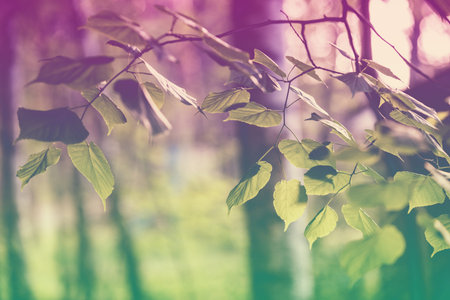 Birch grove in spring. Birch branches with green leaves natural spring background. Selective focus....
