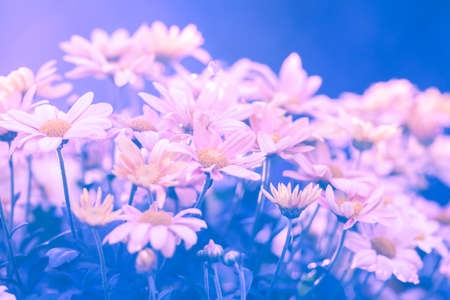 Vintage chrysanthemum flower background at sunset lightの写真素材