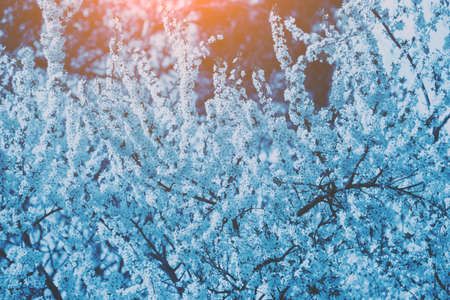Blue toned blossoming sakura tree. Spring nature backgroundの写真素材