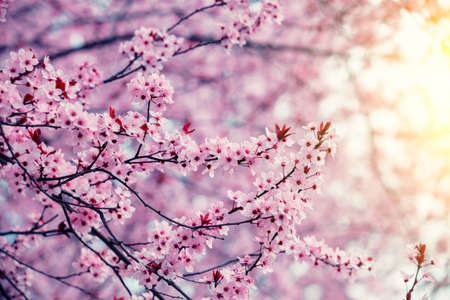 Blossoming sakura tree. Spring nature backgroundの写真素材