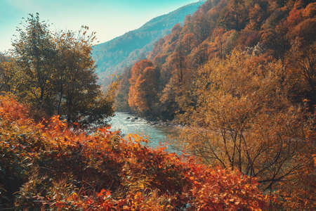Mountain river on an autumn sunny day. Nature landscape. Carpathian Mountains, Europeの写真素材