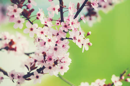 Blossoming sakura tree branch. Spring nature backgroundの写真素材