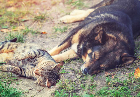 Dog and cat best friends sleeping together outdoorsの写真素材
