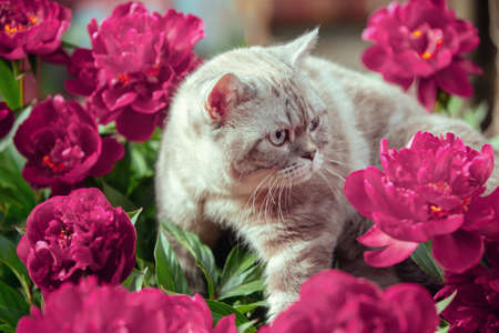 Cute siamese cat with peonies relaxing outdoors in the summer gardenの写真素材