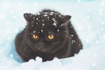 Little brown British shorthair kitten sitting outdoors in winter. The cat sits in the deep snow at blizzardの写真素材