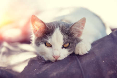 A small white-gray kitten in the summer lies in the yardの写真素材