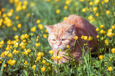 Small ginger kitten lying on the flower lawn. Cat enjoying springの写真素材