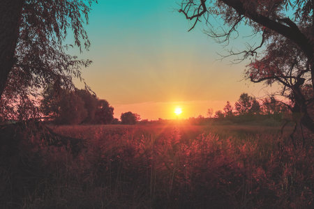Magical sunset over a reeded pond. Rural landscape in the eveningの写真素材