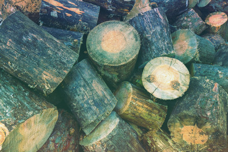 Preparation of firewood for heating in winter. Pile of sawing pine wood outdoors