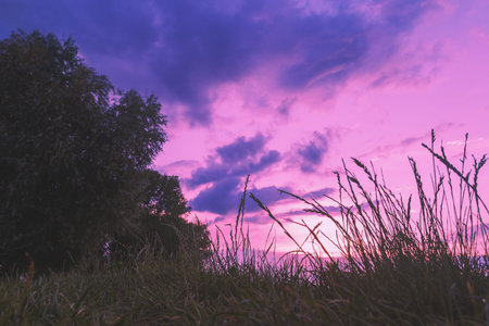 Rural landscape in the summer evening. Grassy field. Tall grass against a glowing purple-violet sunset sky.の写真素材