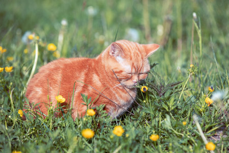 Small ginger kitten sitting on the flower lawn. Cat enjoying springの写真素材