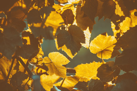 Golden leaves of vines in autumn. Nature backgroundの写真素材