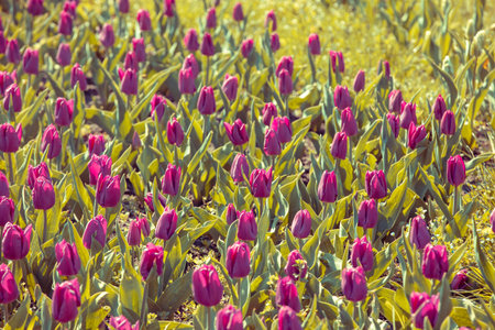 Tulips blooming in the garden. Selective focus. Spring nature backgroundの写真素材