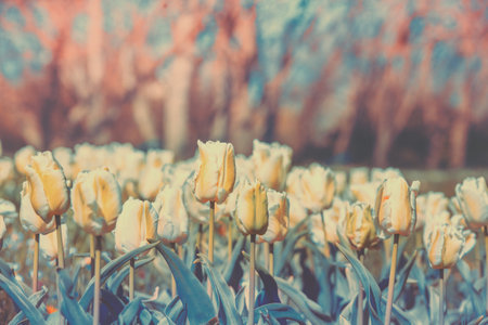 Vintage white tulips blooming in the field. Spring nature backgroundの写真素材