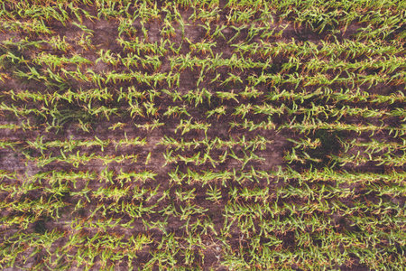 Top view of the cornfield. Natural agriculture background. Leaves of young shoots of cornの写真素材