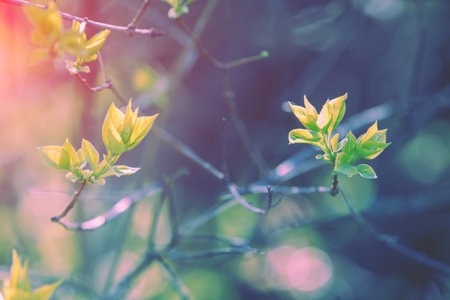 Young leaves of Syringa. Purple lilac tree (Syringa) in the spring garden. Spring floral backgroundの写真素材