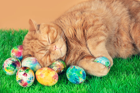 Cute ginger British shorthair cat with easter eggs lying on artificial grassの写真素材