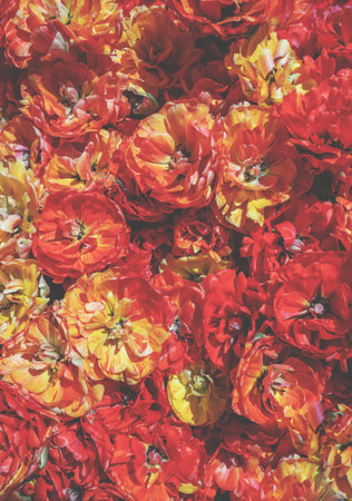 Orange and red parrot tulips blooming in the spring garden. Spring floral background