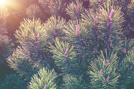 Young shoots and pine cones. Branches of a pine tree in spring