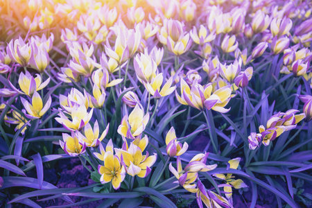 Blooming Tulips Tarda (Tulipa tarda) in spring garden. Nature background