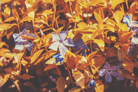 Periwinkle flowers lawn. Spring nature background. Orange coloredの写真素材