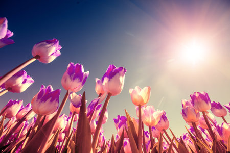 Tulips field in the spring. White Pink tulips blooming against the blue sky. Floral nature...