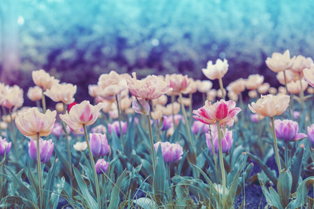 Tulips flowers field in spring. Colorful blooming tulips. Floral nature backgroundの写真素材