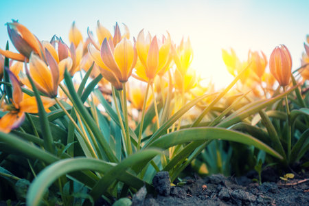 Blooming Tulips Tarda (Tulipa tarda) in purple light in spring. Bottom view. Nature backgroundの写真素材