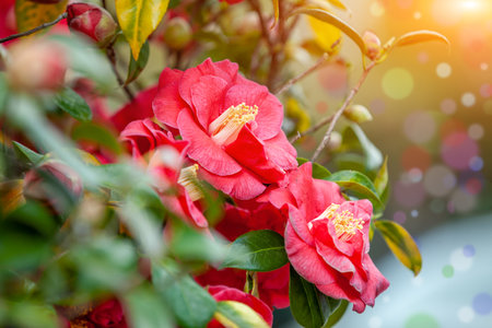Vintage blooming Camellia bush. Flower nature backgroundの写真素材
