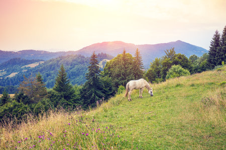 White horse grazing on the slope of the mountain on a summer sunny dayの写真素材