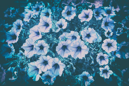 Vintage flowering blue Petunia flowers in the garden. Floral nature backgroundの写真素材