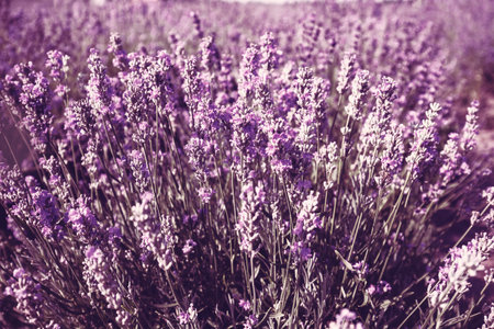 Vintage flowering Lavender field in summer during sunrise. Nature backgroundの写真素材