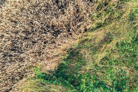 Top view of the edge of a wheat field. Abstract nature backgroundの写真素材