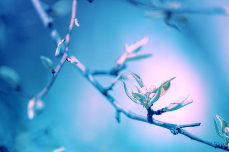 Branches of a blossoming pear. Spring nature background