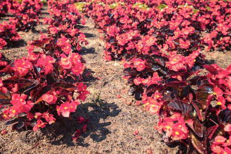 Plantation of red begonia flowers. Nature flower background