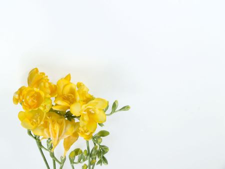 Yellow Freesias at white backroundの写真素材