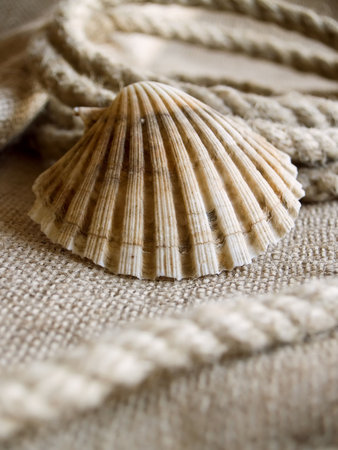 The seashell laying at rope and jute backround