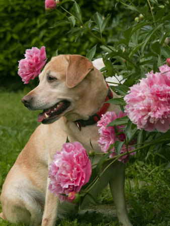 Labrador dog sitting among peoniesの写真素材