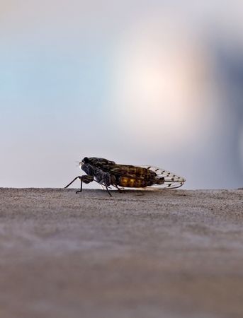 Cricket standing on the wallの写真素材
